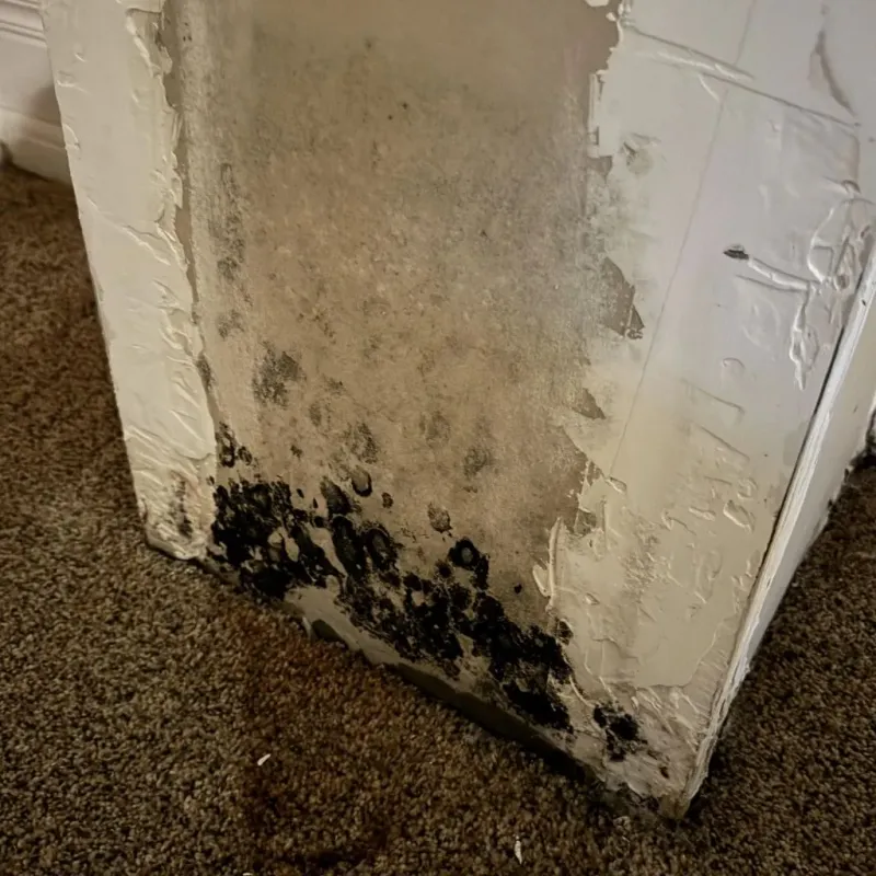 Professional Mold Removal in Livingston, TX